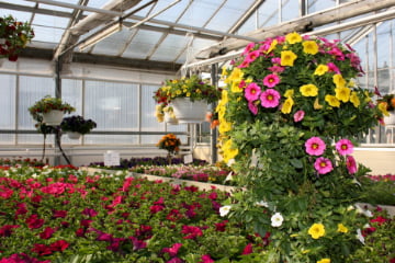 Auswahl an Balkonpflanzen