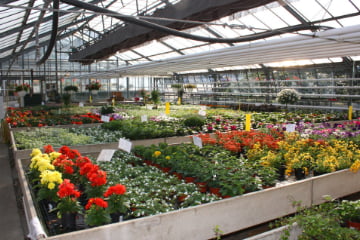 Große Auswahl an Pflanzen für Balkon, Terrasse und/oder Garten